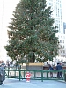 Click image for larger version

Name:	TREE1.JPG
Views:	60
Size:	44.2 KB
ID:	191816