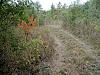 Click image for larger version

Name:	3 - Only Orange Leaves Along the Trail .jpg
Views:	231
Size:	149.5 KB
ID:	552150