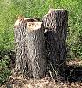 Click image for larger version

Name:	BT2 - The Stumps .jpg
Views:	34
Size:	192.8 KB
ID:	554651