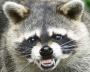 Rocky Racoon's Avatar