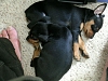 Click image for larger version

Name:	Puppies 013.jpg
Views:	22
Size:	61.2 KB
ID:	182012